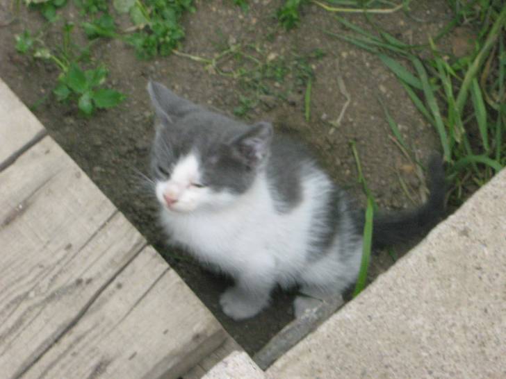 pralinette -