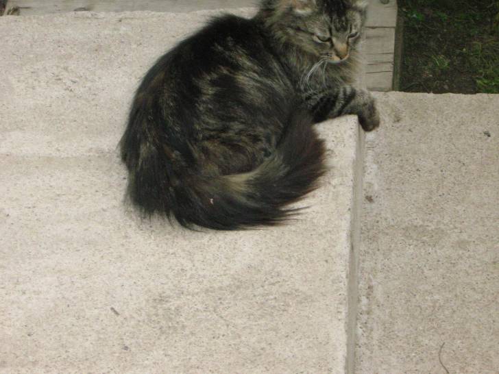 Tigrette -