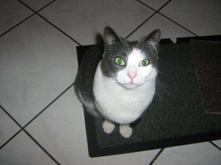 Pralinette -