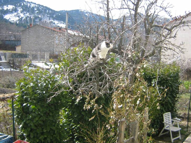 Pralinette -