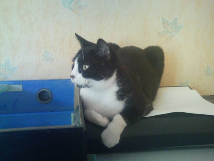 Lola -