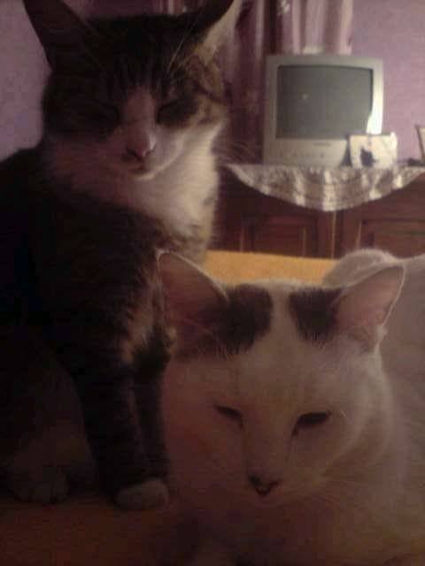 moumoune et félix - Mâle (6 ans)