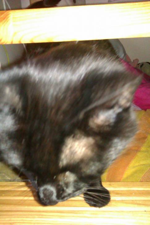 Pickals - (7 ans)