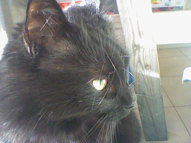 Bagheera - (4 ans)
