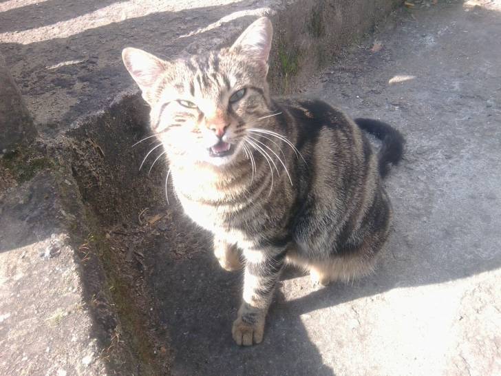 Loulou - (3 ans)