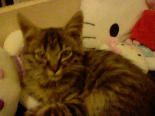 Cookie - (2 ans)
