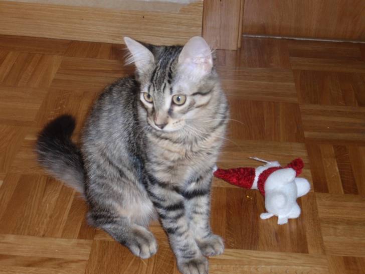 Clio - Mâle (2 ans)