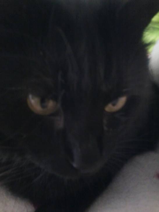 Bagheera - (4 ans)