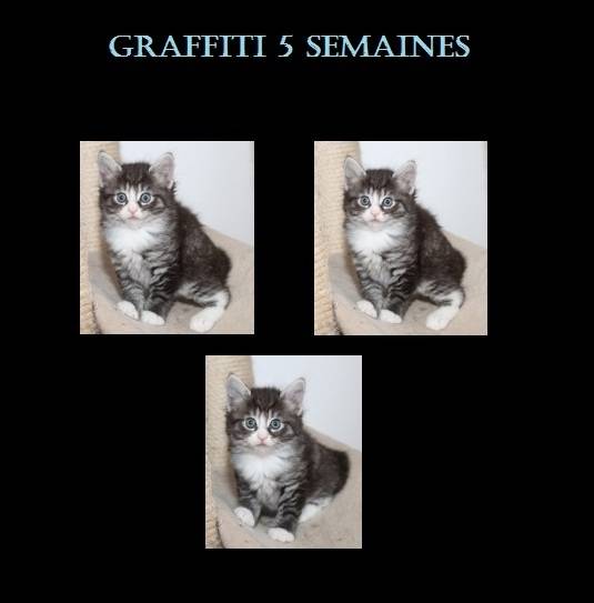 Graffiti - (1 an)