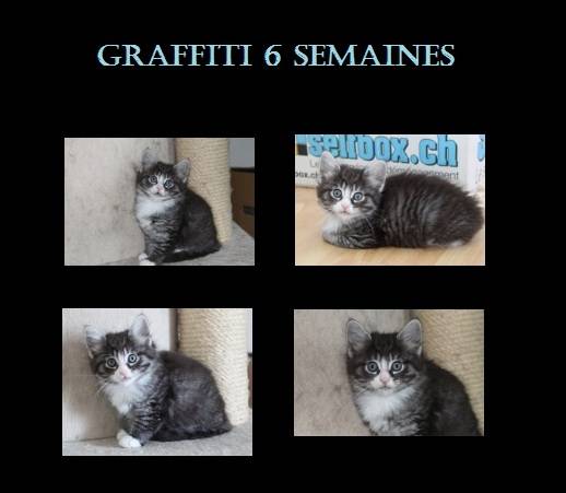 Graffiti - (1 an)