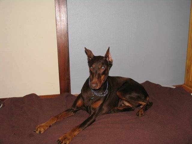 Suzy - (2 ans)