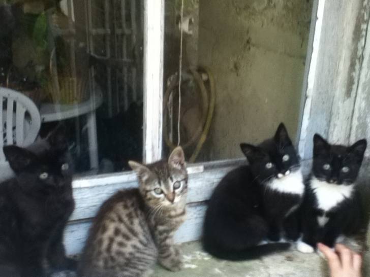 Lady Black - (3 mois)