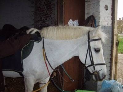 Mon dartoune(dartagnan) -