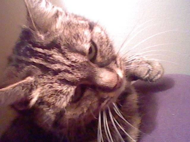 Pupuce - (13 ans)