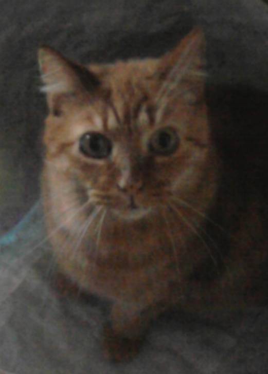 Marshall et ses yeux trop chous !!! - Mâle (11 ans)