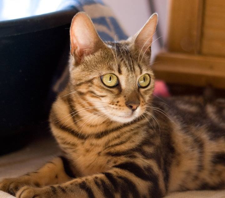Lola - (3 ans)