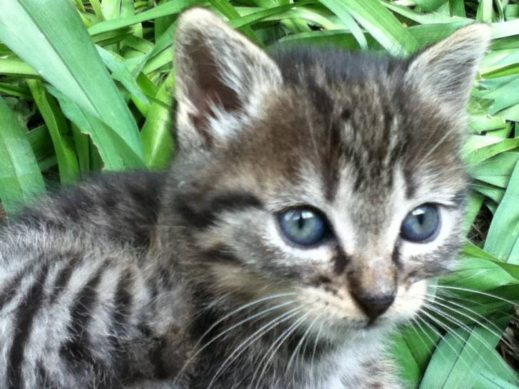 Cerise - (3 mois)