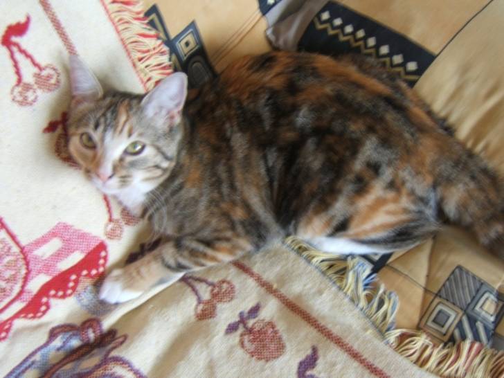 Minou - Mâle (1 an)