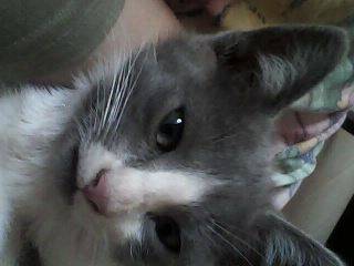 rocko - Mâle (5 mois)