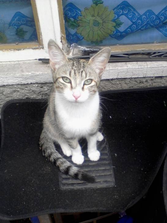 Kika - (3 mois)