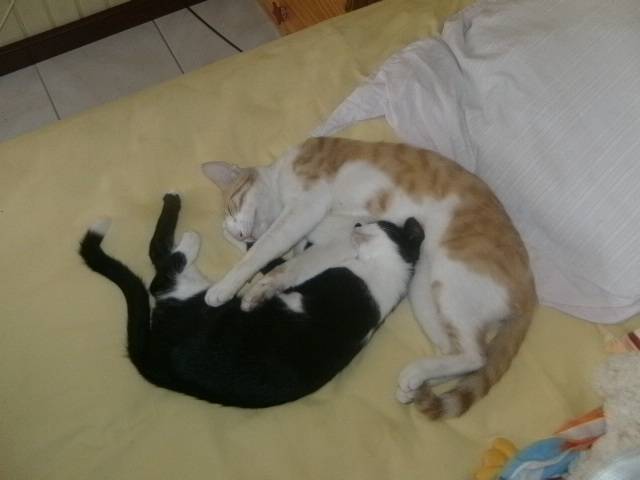 mes chats -