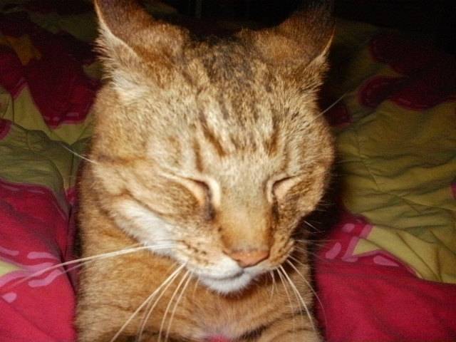 Kenai - Mâle (7 ans)