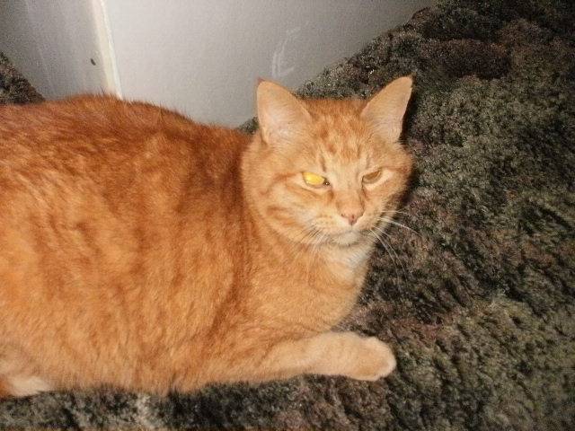 Max - Mâle (10 ans)