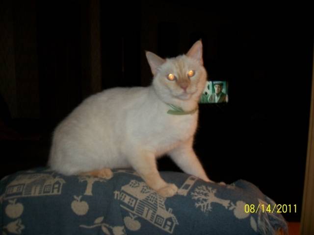 snowball - Mâle (3 ans)