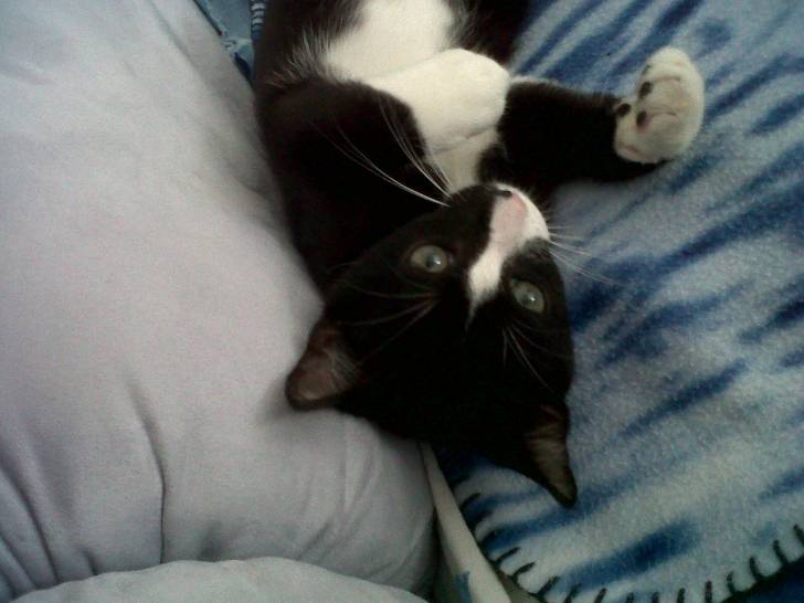picasso mon chat - Mâle (1 mois)