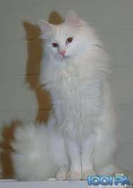 mimi - Mâle (10 ans)
