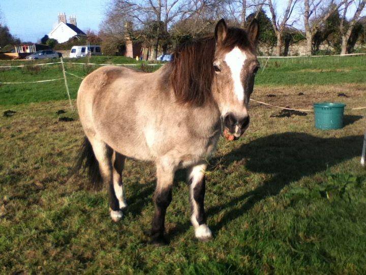 Willow -