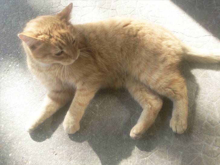 Roucky -