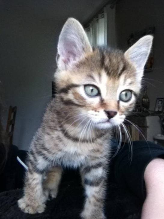 Simba - Mâle (2 mois)