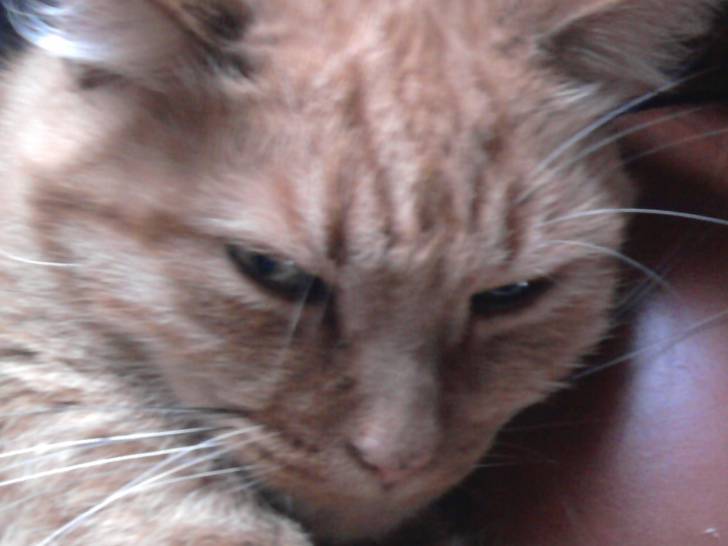 Marshall un peu petit ! - Mâle (8 ans)