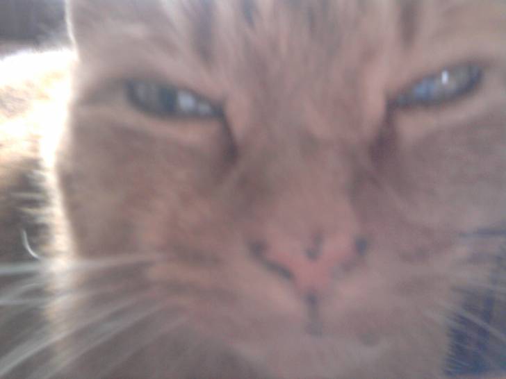 Mon bibi chat - Mâle (11 ans)