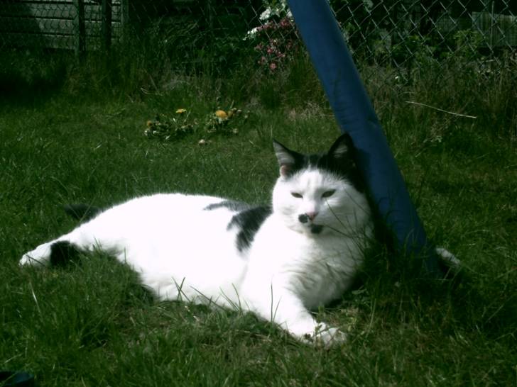 Mon chat à moi - (7 ans)