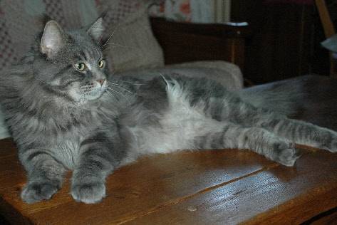 jackpote - Mâle (4 ans)
