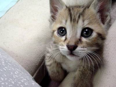 Willow - (6 mois)