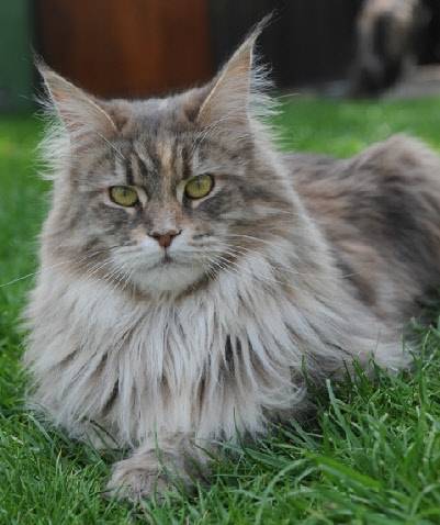 kalou - (4 ans)