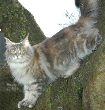 kalou - (4 ans)