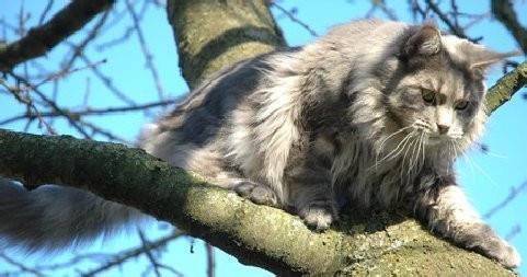kalou - (4 ans)