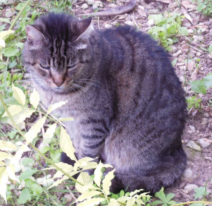 Duchesse - (6 ans)