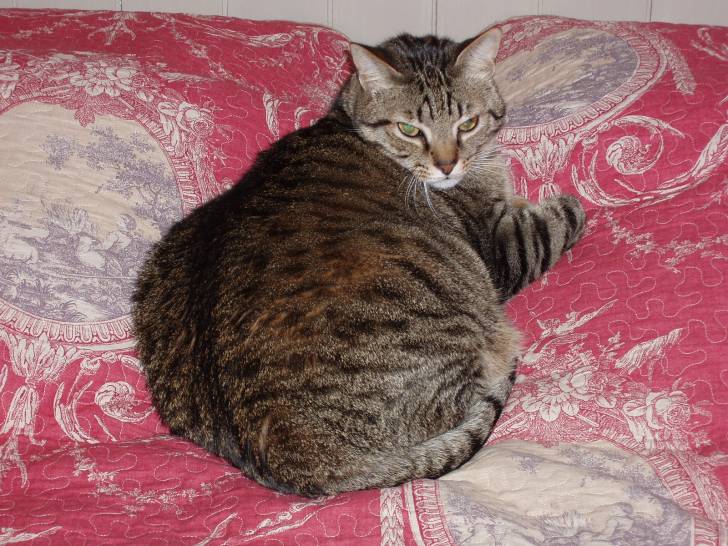 Sunny - Mâle (6 ans)