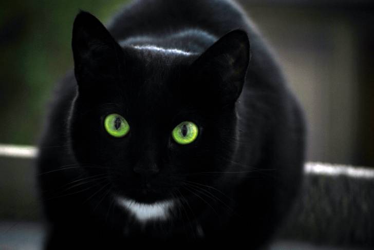 Kitty - (3 ans)