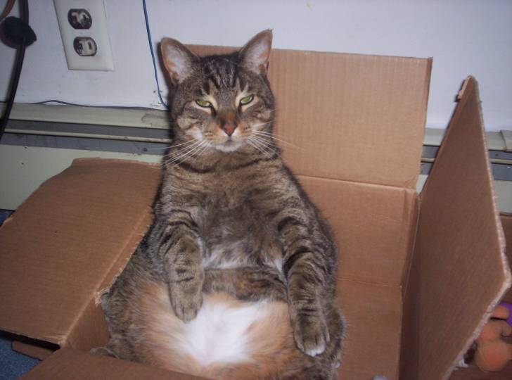 Stripey! - Mâle (6 ans)