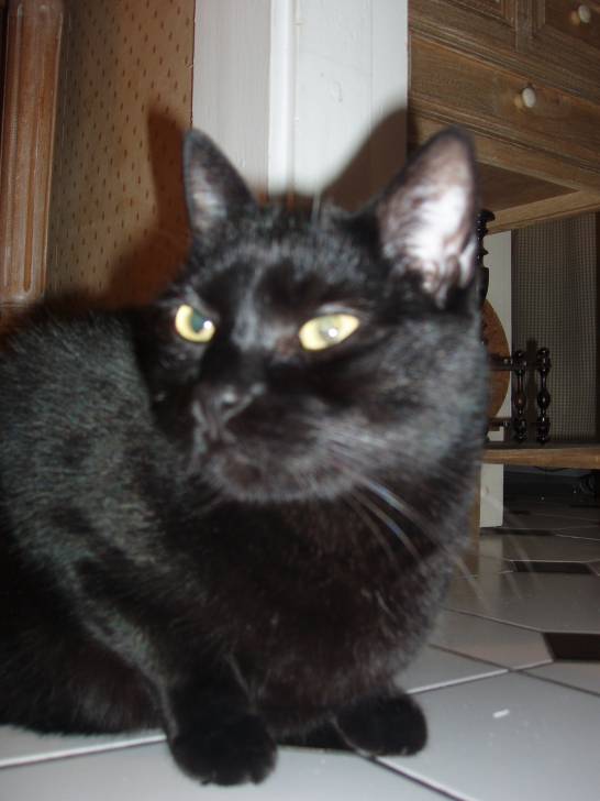 Théo - Mâle (5 ans)