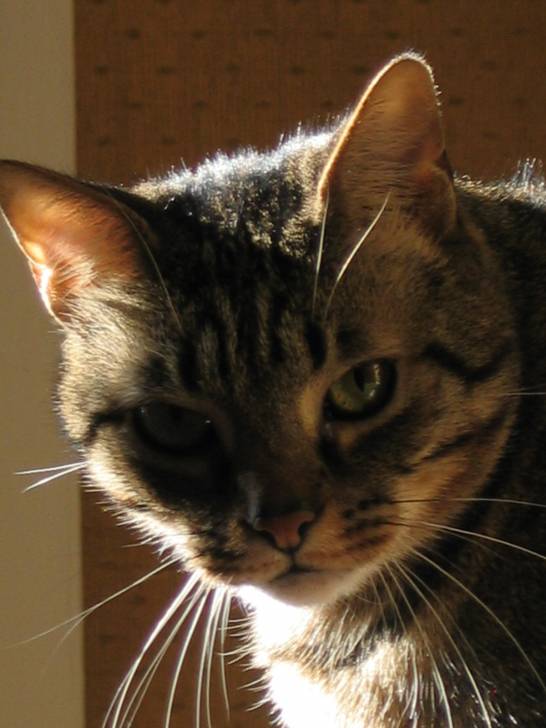 Sunny - Mâle (9 ans)