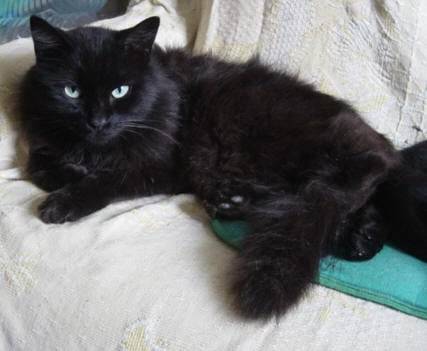 Minou - Mâle (15 ans)
