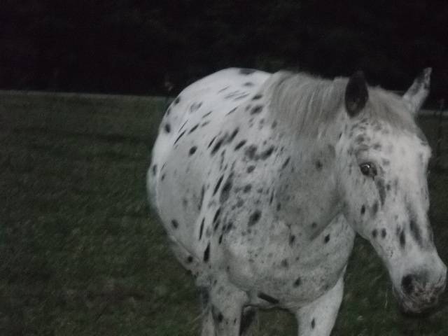 Chief - Mâle (24 ans)