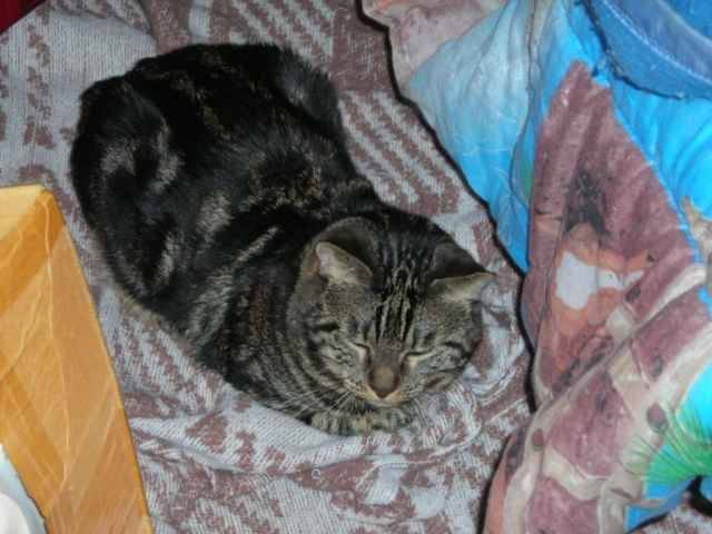 Capuchon - Mâle (14 ans)